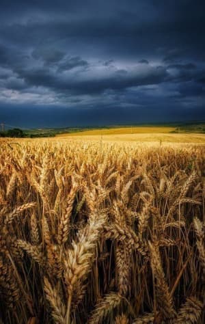 Ukrainian landscape