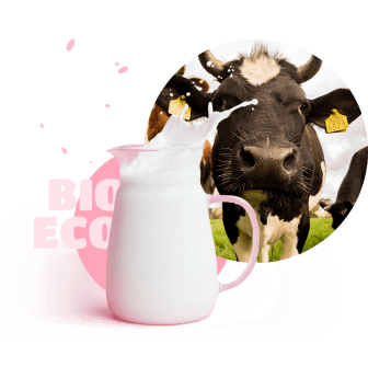 Cow and pitcher of milk