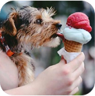 Dog eat ice-cream